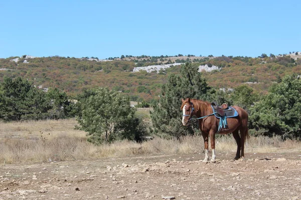 Koşumlu kahverengi at ve binicilik için eyeri olan kahverengi at, ata binmek için fotoğraf / tarlada duruyor. Bir tarlada duruyor. Hayvanın koşum takımı ve eyeri var. Yeşil çalıları olan yakındaki tepeler. Mevsim sonbahar..