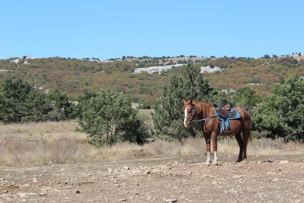 Cavalo Marrom Arnês Com Uma Sela Para Andar Está Campo Fotografias De Stock Royalty-Free