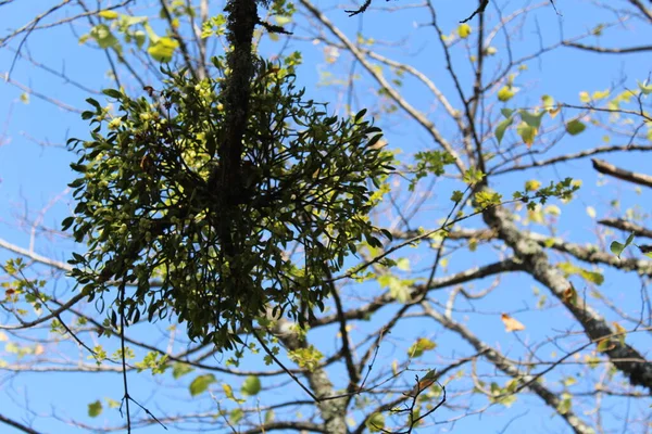 branches with an unusual pile of leaves on a blue sky background / photo of tree branches . there are magic balls with leaves on the branches. the tree grows in the Crimea. the day is Sunny. the sky is blue. the season is autumn.