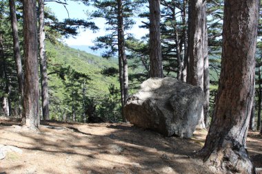 Kırım dağlarındaki güzel kozalaklı orman ve Kırım dağlarındaki güzel manzaranın büyük taşı. Kozalaklı orman. Çam ağaçlarının gövdeleri. Açıklıkta büyük bir taş var..