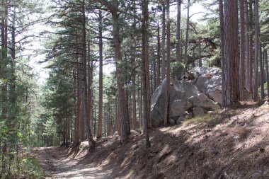 Kırım dağlarındaki güzel kozalaklı orman ve Kırım dağlarındaki güzel manzaranın büyük taşı. Kozalaklı orman. Çam ağaçlarının gövdeleri. Açıklıkta büyük bir taş var..