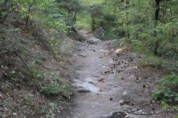 秋天在克里米亚森林的旅游山路 摄影山路供游客游览 在山上 在森林里 有一条石子路 叶子是绿色的 每年的时候都是秋天 — 图库照片