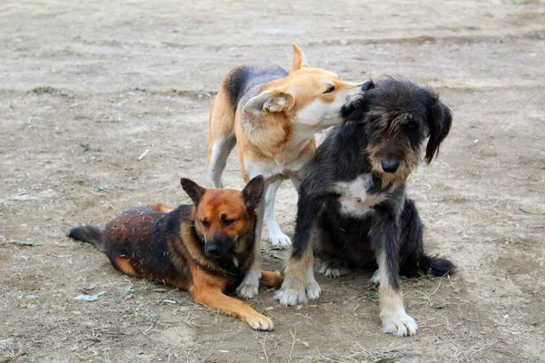 Три Грайливі Бродячі Собаки Вулиці Фото Бродячих Собак Відкритому Повітрі Ліцензійні Стокові Зображення