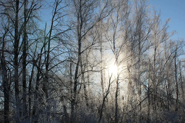 Die Helle Sonne Scheint Durch Die Schneebedeckten Bäume Winter Februar — Stockfoto