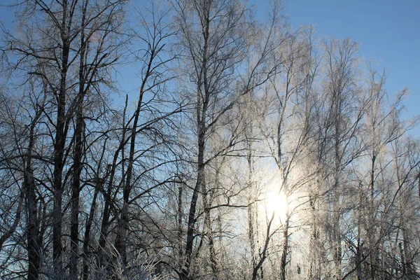 Sole Lucente Splende Attraverso Gli Alberi Coperti Della Neve Inverno — Foto Stock