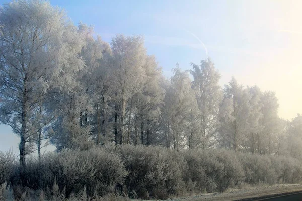 Взимку Зимою Вкриті Снігом Дерева Уздовж Дороги Лютому Показують Сонячний — стокове фото