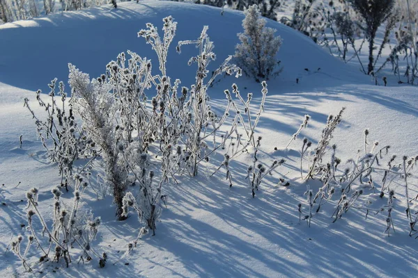 Зимовий Пейзаж Засніженою Травою Морозі Мороз Сонце Гори Снігу Фото — стокове фото