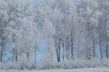 Soğuk güneşli bir günde kar altında kış ormanı, kışın donmakta olan huş ağaçlarının dondaki ağaç dalları. Çok soğuk ve güneşli bir hava. Çimenler buzla kaplı. Her yerde beyaz kar var. Gökyüzü açık mavi.