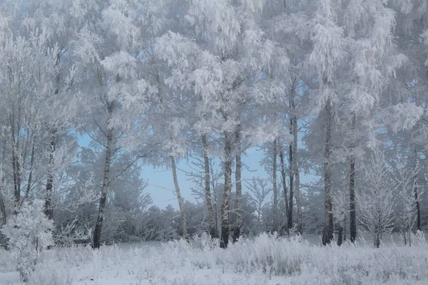 winter forest in snow on a frosty sunny day, tree branches in frost / photo of birch trees in frost in winter. very cold and Sunny weather. the grass is covered with frost. white snow everywhere. the sky is bright blue.