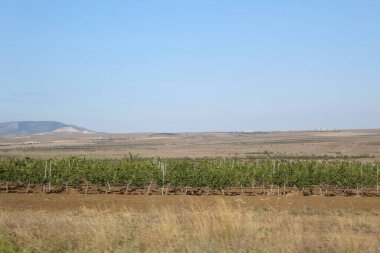 Sonbaharda Kırım 'daki yeşil üzüm bağları, ovalar ve dağlar yeşil yapraklı güzel üzüm bağlarının fotoğrafları. Sonbaharda kuru otlarla kaplı bir ova. Dağlar uzaktan görülebilir. Gökyüzü berrak, mavi. Kırım.