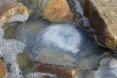 Kornerot şeffaf denizanası Azov Denizi 'nde sahile vurmuş. Kornerot denizanasının fotoğrafı. Sahilde büyük kayalıklarda yatıyorlar. Azov Denizi 'nin su ve dalgaları.