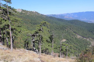 Dağlarda dağ manzarası açık havada Kırım 'da fotoğraf dağından iniyor. Dağda çalılar ve ağaçlar var. Kırım 'daki dağ manzarası. Mavi berrak gökyüzü. Kaya katmanları..