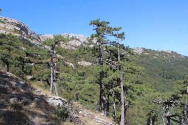 Dağlarda dağ manzarası açık havada Kırım 'da fotoğraf dağından iniyor. Dağda çalılar ve ağaçlar var. Kırım 'daki dağ manzarası. Mavi berrak gökyüzü. Kaya katmanları..