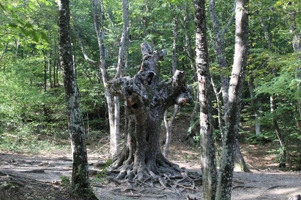 crooked, unusual, fabulous tree in the forest of Crimea / photo of a crooked, fabulous tree in the forest. there are many roots near the trunk.the weather is sunny during the day. trees with green foliage.