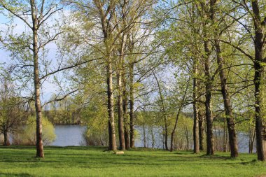 Mayıs ayında parktaki ağaçlar ve Rusya 'nın Moskova bölgesinde bir göl. Yürümek ve dinlenmek için parkın fotoğrafı. Ağaçlar yeşildir. Çimler taze. Mavi suyu olan bir göl ya da göl. güneşli bir gün.