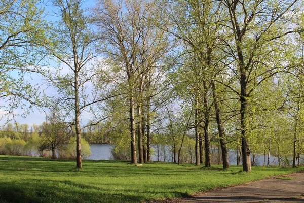 五月份公园里的树木和俄罗斯莫斯科地区的一个湖泊 公园里散步和娱乐的照片 这些树绿树成荫 草是新鲜的 有蓝水的池塘或湖泊 — 图库照片