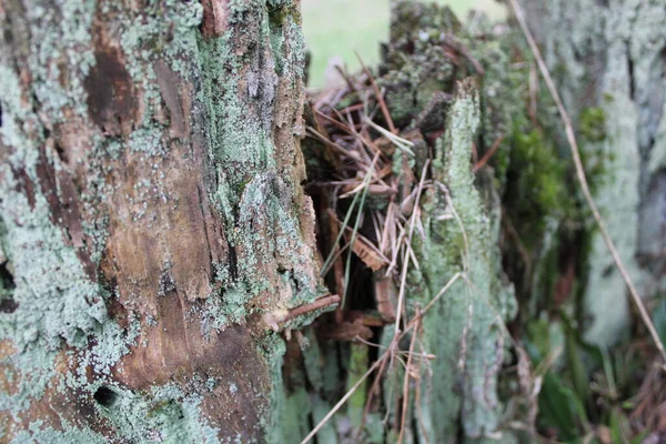Lkbaharda Ormanda Yosunlu Eski Çürük Ağaç Kütüğü Ormandaki Eski Bir — Stok fotoğraf