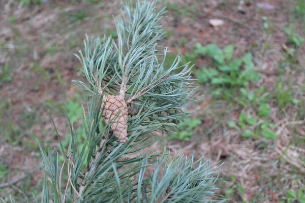 pine cones on a branch of a coniferous tree / close-up photo of pine cones. fruits with seeds hang on a branch of a coniferous tree.the time of year is spring.