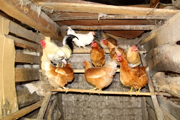 鶏と鶏のための根を持つ木製の村の鶏小屋 古い木製の鶏小屋の写真 鶏と鶏がいる鳥の家が根の上に座っています — ストック写真