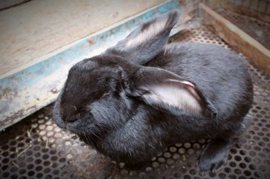 Büyük bir tavşanın portresi ve kafesi içinde büyük siyah bir tavşan. Hayvanın kürkü siyahtır. Kulakları uzundur. Tavşan kafeste oturuyor..