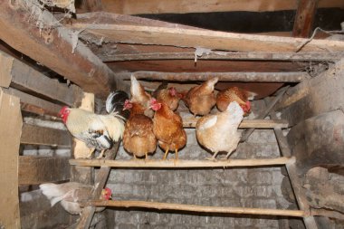 Tavuklu eski köy tavuk kümesi ve eski ahşap tavuk kümesinin horoz / fotoğrafı. Verandadan bir kuş yuvası. Horoz ve tavuklar tünekte oturuyorlar..