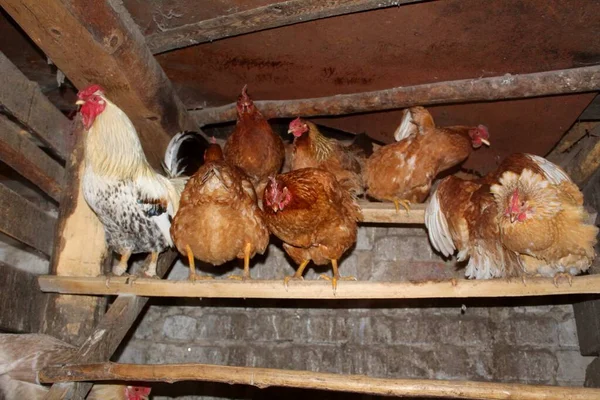 Alter Dorfhühnerstall Mit Hühnern Und Einem Hahn Foto Eines Alten — Stockfoto