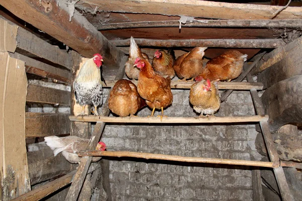 Alter Dorfhühnerstall Mit Hühnern Und Einem Hahn Foto Eines Alten — Stockfoto