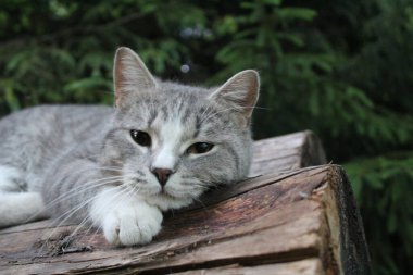 Gri safkan İngiliz kedisi ormanda bir kütüğün üzerinde yakın plan bir İngiliz kedisinin portresi. Evcil hayvanın paltosu gri. Beyaz. Hayvan kırık bir kütüğün üzerinde yatıyor..