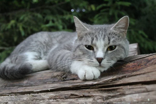 Gato Británico Raza Pura Gris Tronco Bosque Primer Plano Foto — Foto de Stock