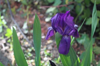 Bahçedeki mor süsen çiçeklerinin güzel arkaplanı yakın plan güzel çiçeklerin fotoğrafı. Bahçe mor irisleri. Çiçeğin yaprakları büyük, yeşil. Iris Melezi Iris Hybrida. .