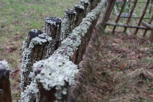 very old wooden fence with moss and lichen / photo of a wooden fence. old picket fence. it has green moss and lichen on it.