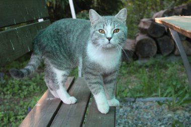 Gri safkan İngiliz kedisi, bir İngiliz kedisinin fotoğraf portresi olan çardaktaki bankta oturuyor. Evcil hayvanın paltosu gri. Beyaz. Hayvan, çardakta bir bankta uyuyor..