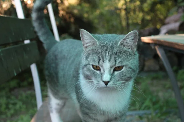 Chat Britannique Race Grise Sur Banc Table Dans Gazebo Portrait — Photo