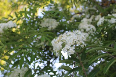 Yazın güneşli bir havada bir dalda güzel dağ külleri çiçekleri ve dağ küllerinin kızılötesi fotoğrafları. Çiçekler beyaz. Yazın çiçek açmak. Arkaplan yeşil yapraklar ve gökyüzü mavi.