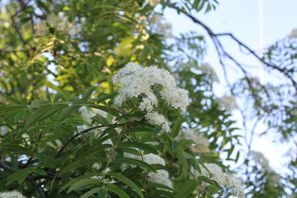 Mooie Berg Bloemen Een Tak Zomer Bij Zonnig Weer Foto — Stockfoto