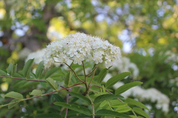 Mooie Berg Bloemen Een Tak Zomer Bij Zonnig Weer Foto — Stockfoto