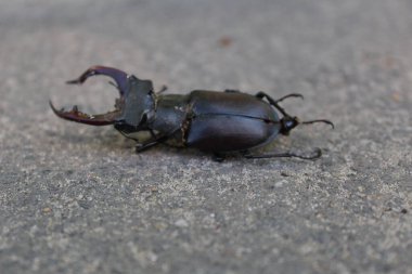 Büyük bir geyik böceği yerde yatar. Büyük bir geyik böceğinin yakın plan fotoğrafı. Boynuzlu bir böcek. Rengi siyah. Boyutu büyük..