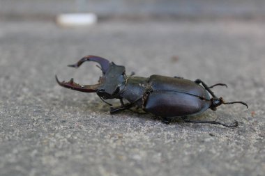 Büyük bir geyik böceği yerde yatar. Büyük bir geyik böceğinin yakın plan fotoğrafı. Boynuzlu bir böcek. Rengi siyah. Boyutu büyük..