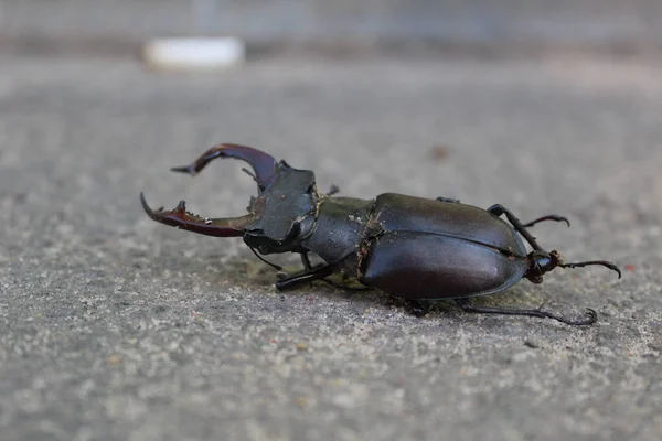 大きな鹿の甲虫は 大きな鹿の甲虫の地面の近く 写真に横たわっています 角のある虫だ 色は黒です 大きさは大きいです — ストック写真