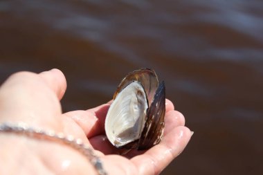 Su / fotoğrafın arka planında bir nehir kabuğunu tutan bir el elde bir kabuk vardır. Lavabo suyun arka planında boş. El dişidir..