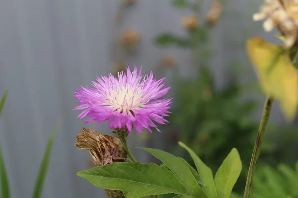 Hermosas Flores Cardo Púrpura Primer Plano Foto Una Flor Púrpura — Foto de Stock