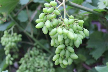 Sarmaşıkta olgunlaşmış bir demet yeşil üzüm ve bir demet üzümün yakın plan fotoğrafı. Meyveler yeşil. Hasat olgunlaşıyor. Büyük taze yapraklı bir asma..