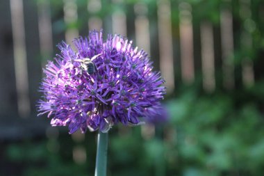 Dekoratif soğanın mor çiçeği ve büyük bir çiçeğin arı / fotoğrafı. Rengi mor. Süslü bir soğanın meyvesi. Soğan bitkisi. Çiçekteki arı..