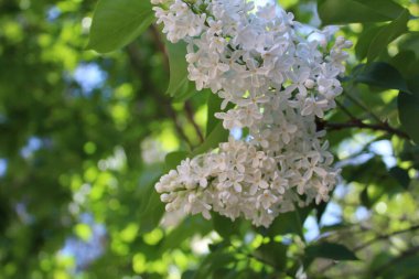 Beyaz yaprakları ve yeşil yaprakları olan leylak çalısı çiçekleri ve leylak çalılarının dallarının fotoğrafı. Çiçek yaprakları beyazdır. Çalıların yaprakları yeşildir. İlkbaharda çiçek açan leylağın yakın çekimi.
