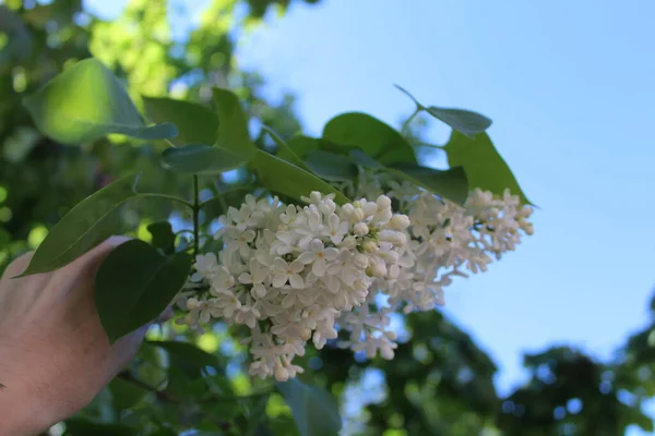 Bloei Van Een Lila Struik Met Witte Bloemblaadjes Groen Blad — Stockfoto