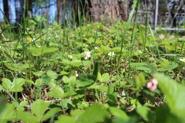 Çimenlerde çilek açması ve açık bir alanda fotoğraf çekilmesi, çileklerin çiçek açması. Çiçek yaprakları beyazdır. Çileklerin bir sürü yeşil yaprakları vardır. Güneşli bir gün. Bir sürü yeşillik..