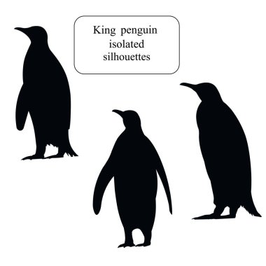 Ayakta duran üç Antarktika kral pengueni silueti