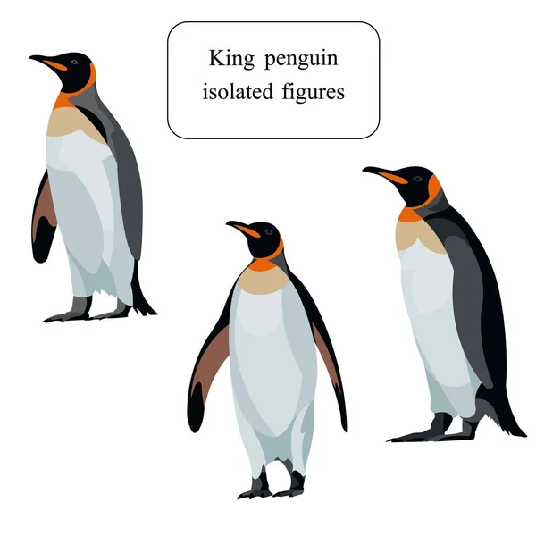 Três figuras de pinguins rei da Antártida de pé — Vetor de Stock