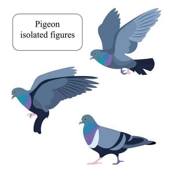 Isolated figures of a a going, flying and fluttering rock pigeon — Stock Vector