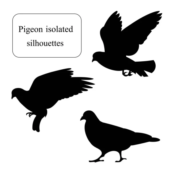 Silhouettes isolées d'un pigeon de roche en mouvement, volant et flottant — Image vectorielle